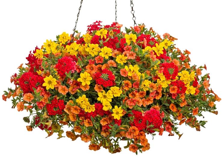 BIDENS VASO 15
