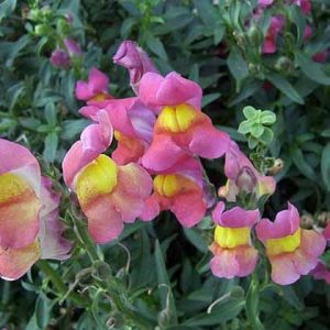 BUSTA FIORI BOCCA DI LEONE