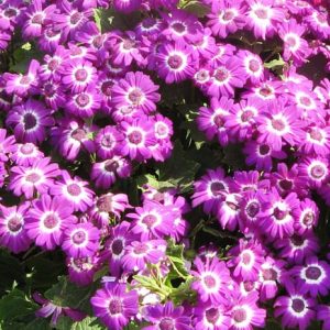 BUSTA FIORI CINERARIA