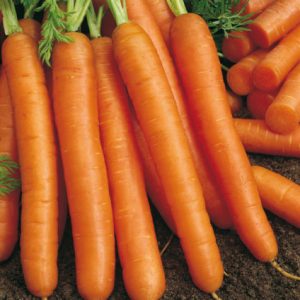 BUSTA ORTO CAROTA NANTESE CHIOGGIA2