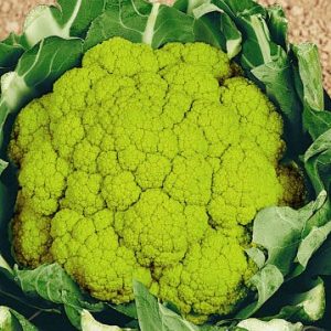 BUSTA ORTO CAVOLFIORE VERDE MACERATA