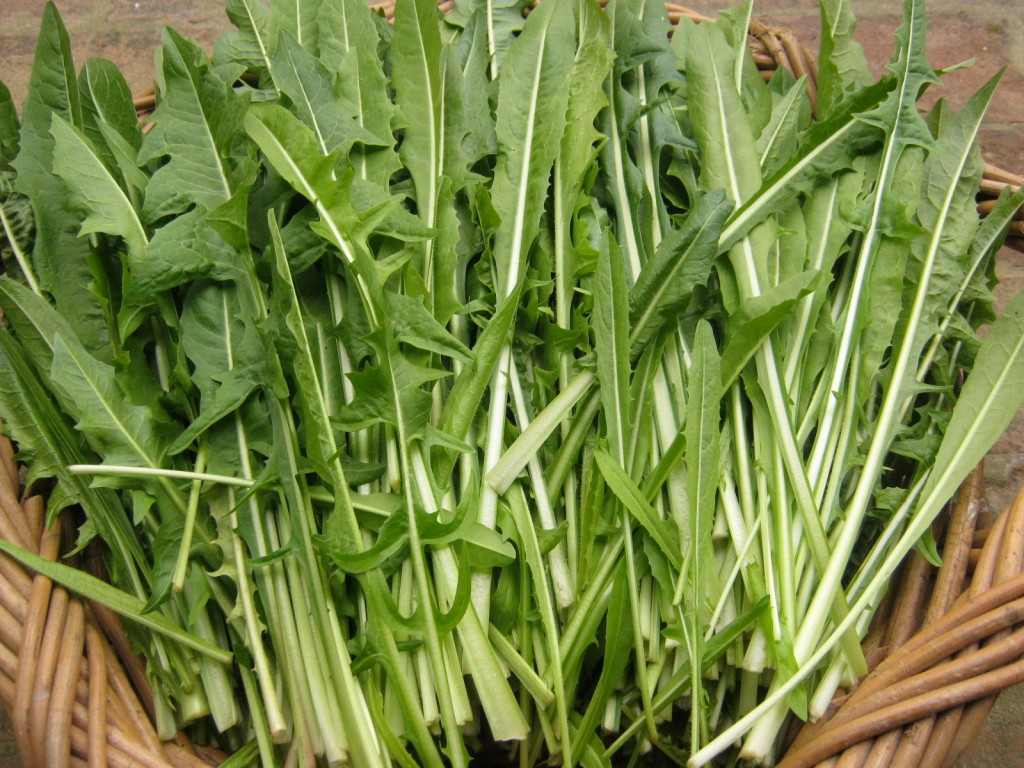 BUSTA ORTO CICORIA CATALOGNA CHIOGGIA