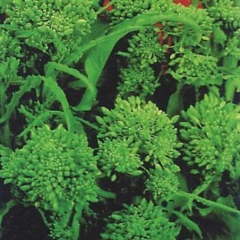 BUSTA ORTO CIME DI RAPA NOVANTINA