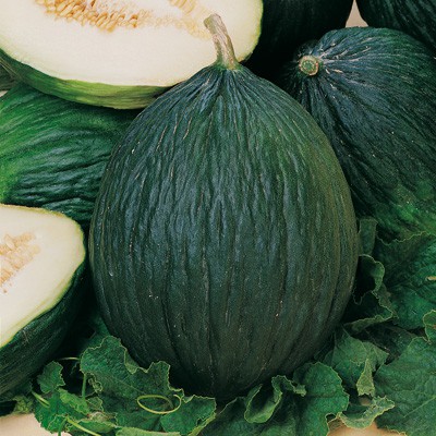 BUSTA ORTO MELONE TENDRAL TARDIVO