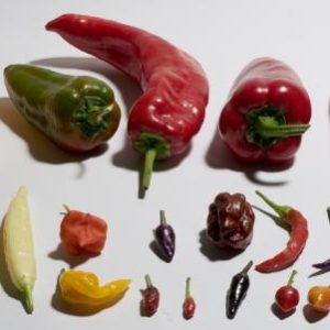 BUSTA ORTO PEPERONCINI ASIATICI
