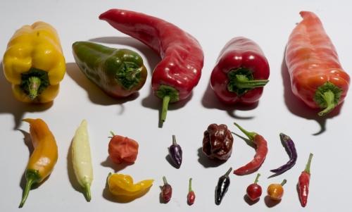 BUSTA ORTO PEPERONCINI ASIATICI