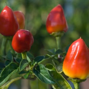 BUSTA ORTO PEPERONCINO FIRE CRAKER
