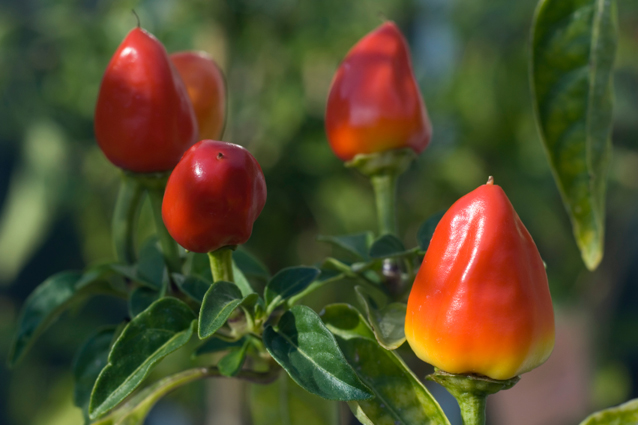 BUSTA ORTO PEPERONCINO FIRE CRAKER