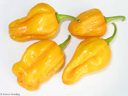 BUSTA ORTO PEPERONCINO HABANERO GIALLO