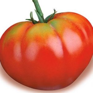 BUSTA ORTO POMODORO CUOR DI BUE