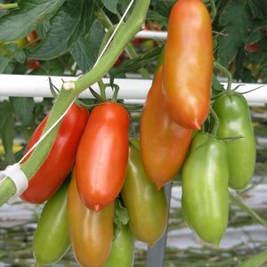 BUSTA ORTO POMODORO S.MARZANO 3