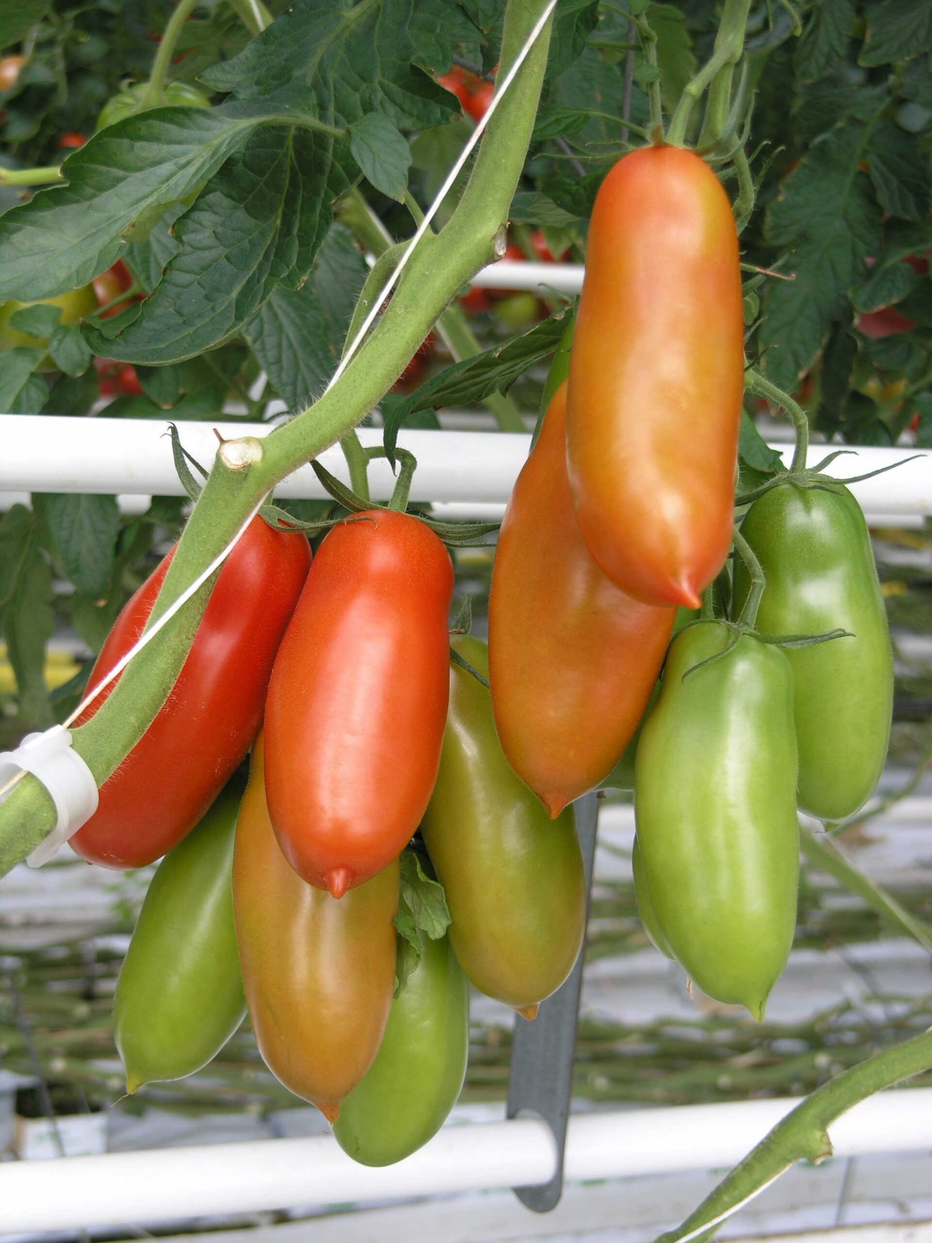 BUSTA ORTO POMODORO S.MARZANO 3
