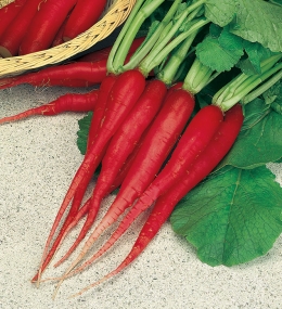 BUSTA ORTO RAVANELLO C.DI FUOCO
