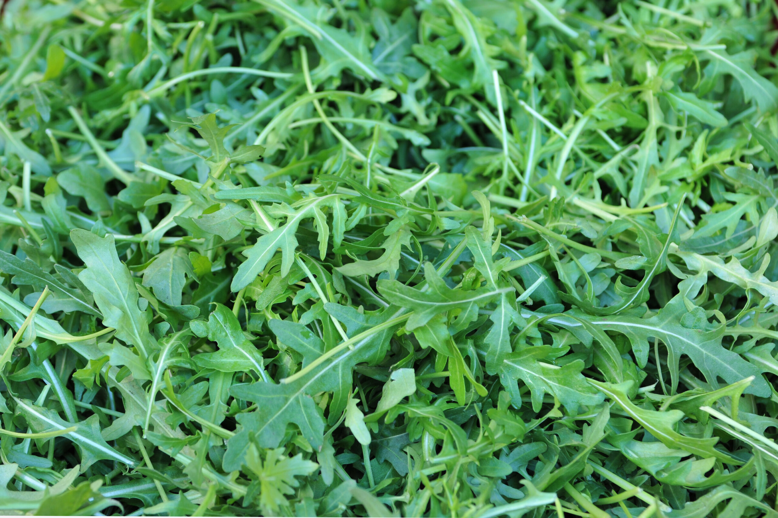 BUSTA ORTO RUCOLA SELVATICA