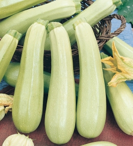 BUSTA ORTO ZUCCHINO LUNGO BIANCO