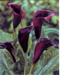 CALLA BLACK MAGIC BULBI PZ.1