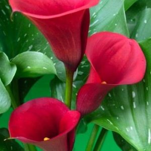 CALLA RED MAJESTY PZ.1