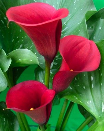 CALLA RED MAJESTY PZ.1
