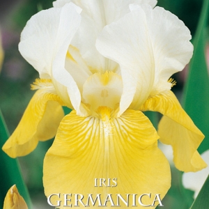 IRIS GERMANICA SGARAVATTI