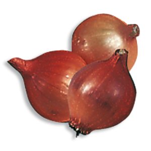 CIPOLLA ROSSA BULBI GR.500