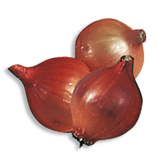 CIPOLLA ROSSA BULBI GR.500