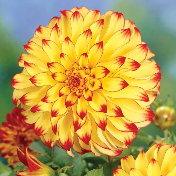DAHLIA LADY DARLENE PZ.1