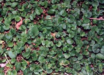 DICHONDRA REPENS GR.100