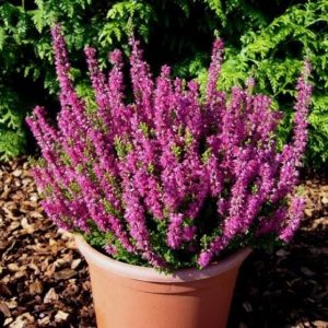 ERICA CALLUNA VASO 11