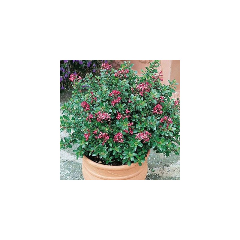ESCALONIA VASO 15