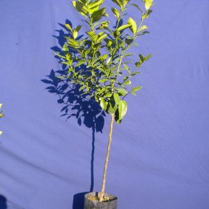 EUCALIPTUS VASO 20