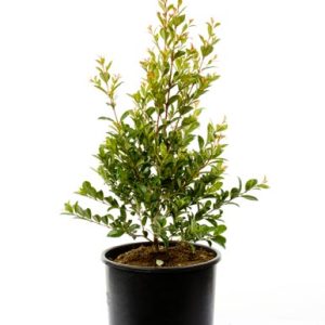 EUGENIA NEW PORT V.24