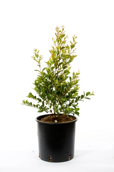 EUGENIA NEW PORT V.24