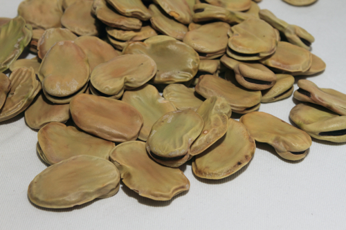 FAVA CORTA LEONFORTE GR.