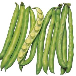 FAVA PRECOCE LUZ OTONO KG.1