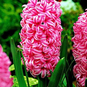 GIACINTI DOUBLE PINK PZ.3