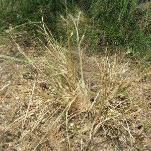 GRAMIGNA COLTIVATA ZORZI GR.500