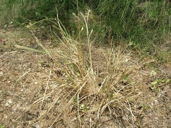 GRAMIGNA COLTIVATA ZORZI GR.500