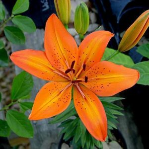 LILIUM ASIATIC ORANGE