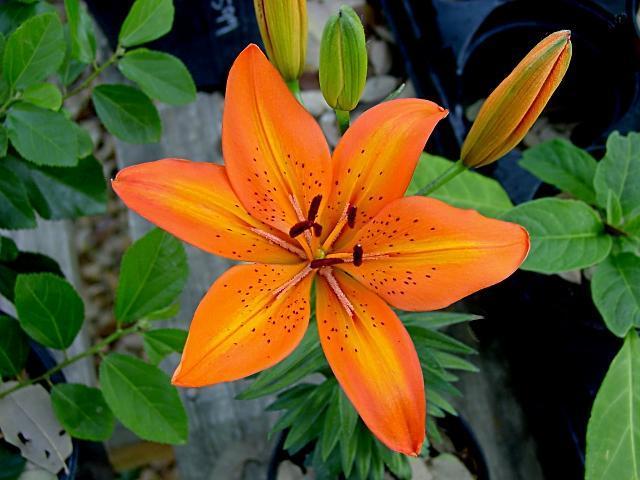 LILIUM ASIATIC ORANGE