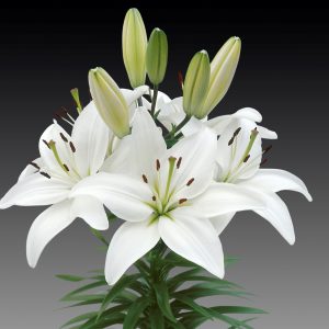 LILIUM ASIATIC WHITE PZ.2
