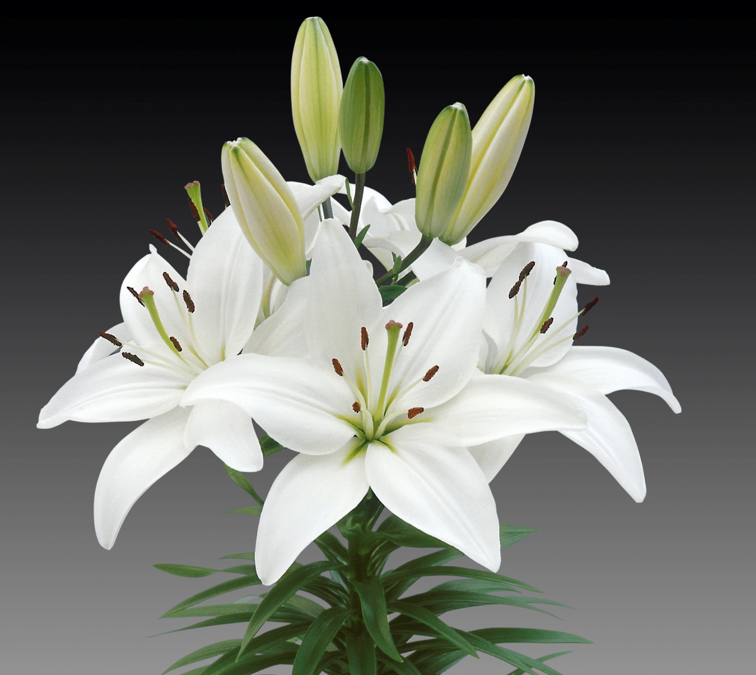 LILIUM ASIATIC WHITE PZ.2