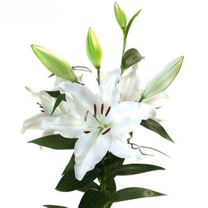 LILIUM ORIENTAL BIANCO PZ.1