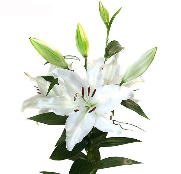LILIUM ORIENTAL BIANCO PZ.1