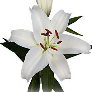 LILIUM ORIENTAL WHITE