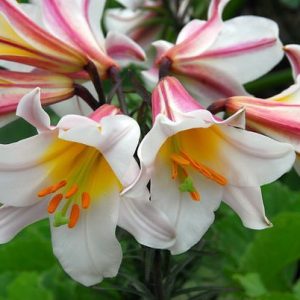 LILIUM REGALE PZ.1