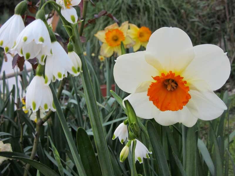 NARCISI ORANGERIE