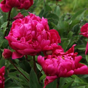 PAEONIA KARL ROSENFIELD