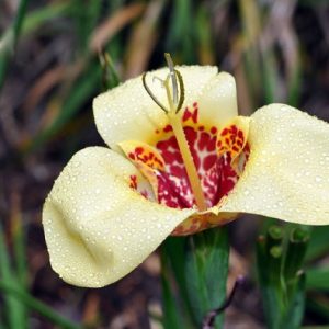TIGRIDIA PAVONIA MIX PZ.10