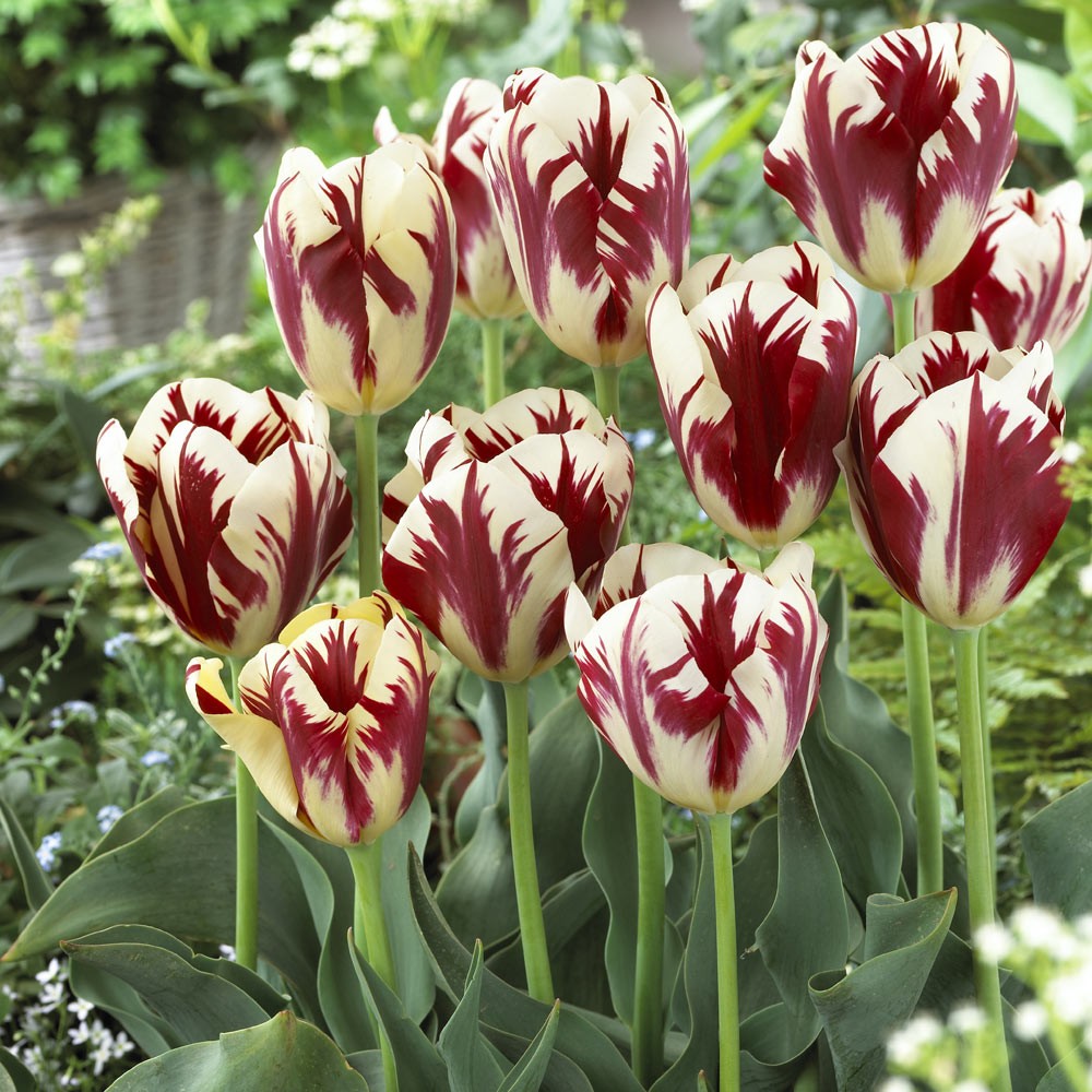 TULIPANI GRAND PERFECTION
