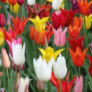 TULIPANI LILYFLOW.MIXED